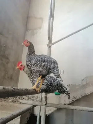 Full Grow Chicken