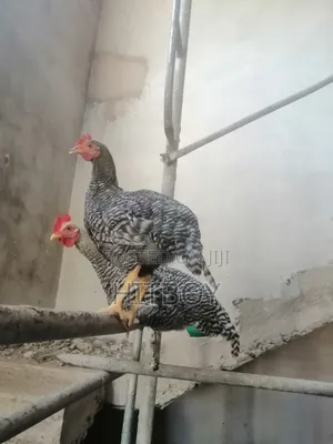 Full Grow Chicken