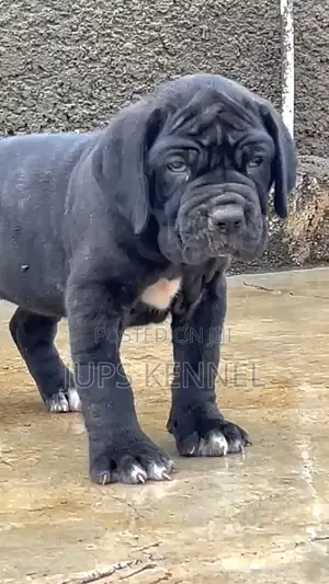 1-3 months Female Purebred Cane Corso