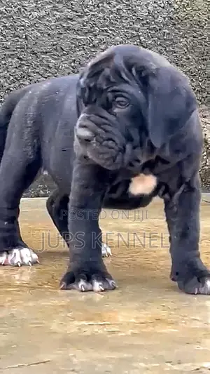 1-3 months Female Purebred Cane Corso