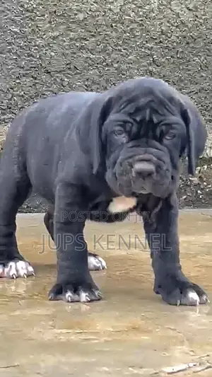 1-3 months Female Purebred Cane Corso