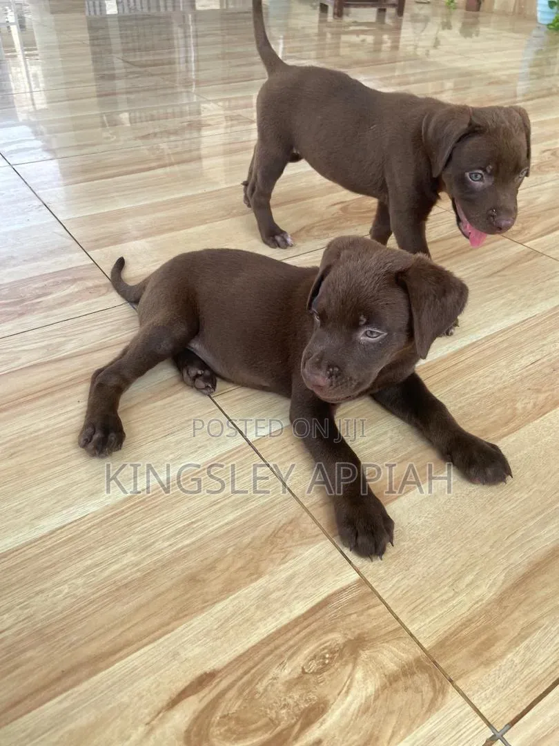 1-3 months Male Purebred Labrador Retriever