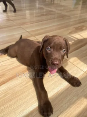 1-3 months Male Purebred Labrador Retriever