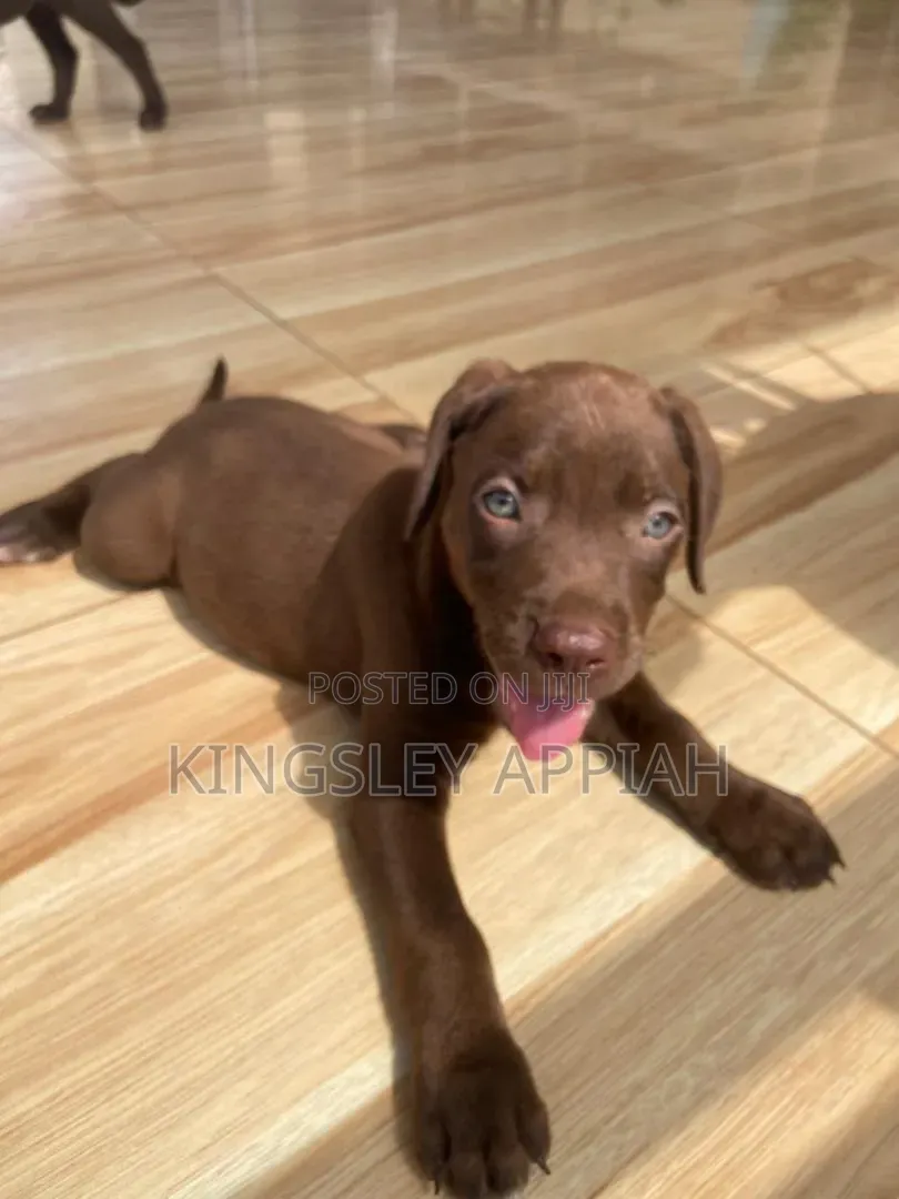 1-3 months Male Purebred Labrador Retriever