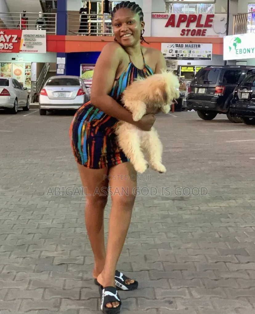 3-6 months Female Mixed Breed Poodle