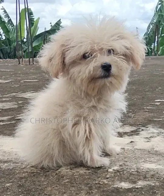 3-6 months Male Purebred Poodle