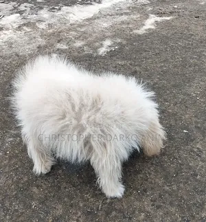 3-6 months Male Purebred Poodle