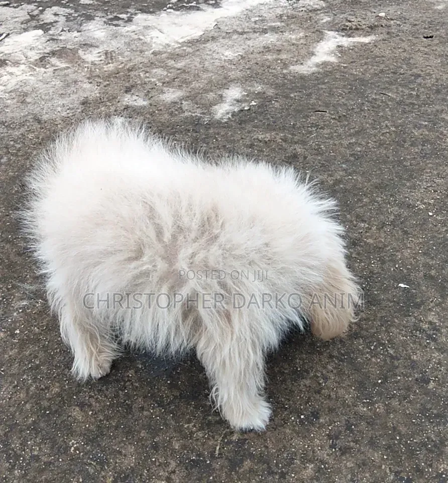 3-6 months Male Purebred Poodle
