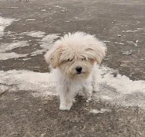 3-6 months Male Purebred Poodle