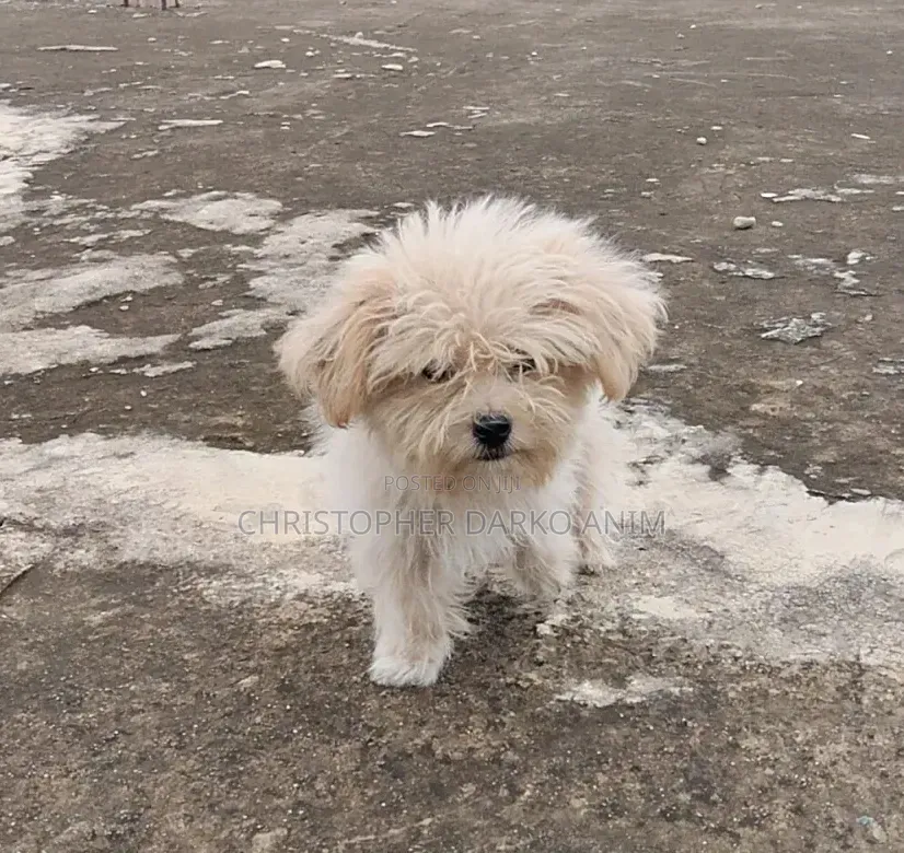 3-6 months Male Purebred Poodle