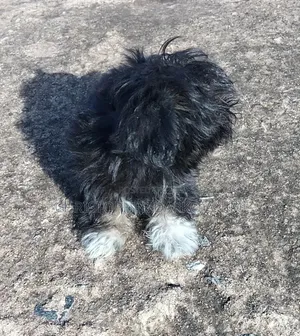 3-6 months Male Purebred Poodle