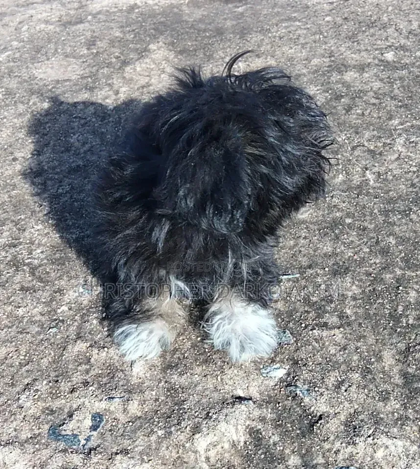 3-6 months Male Purebred Poodle