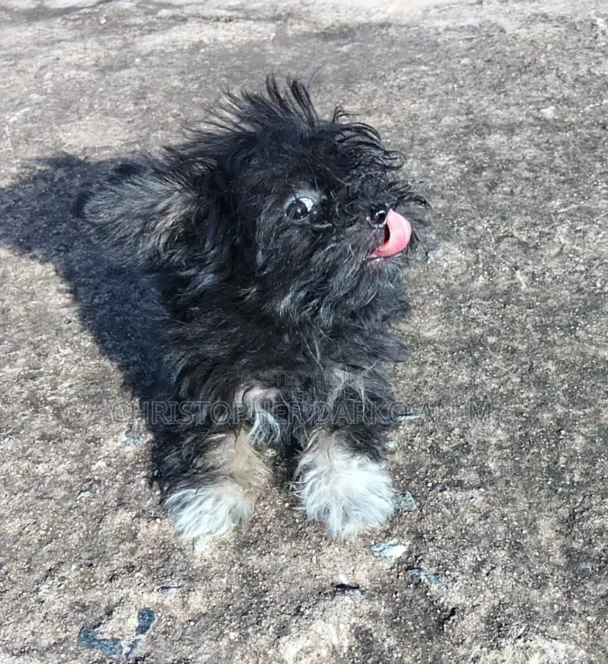 3-6 months Male Purebred Poodle