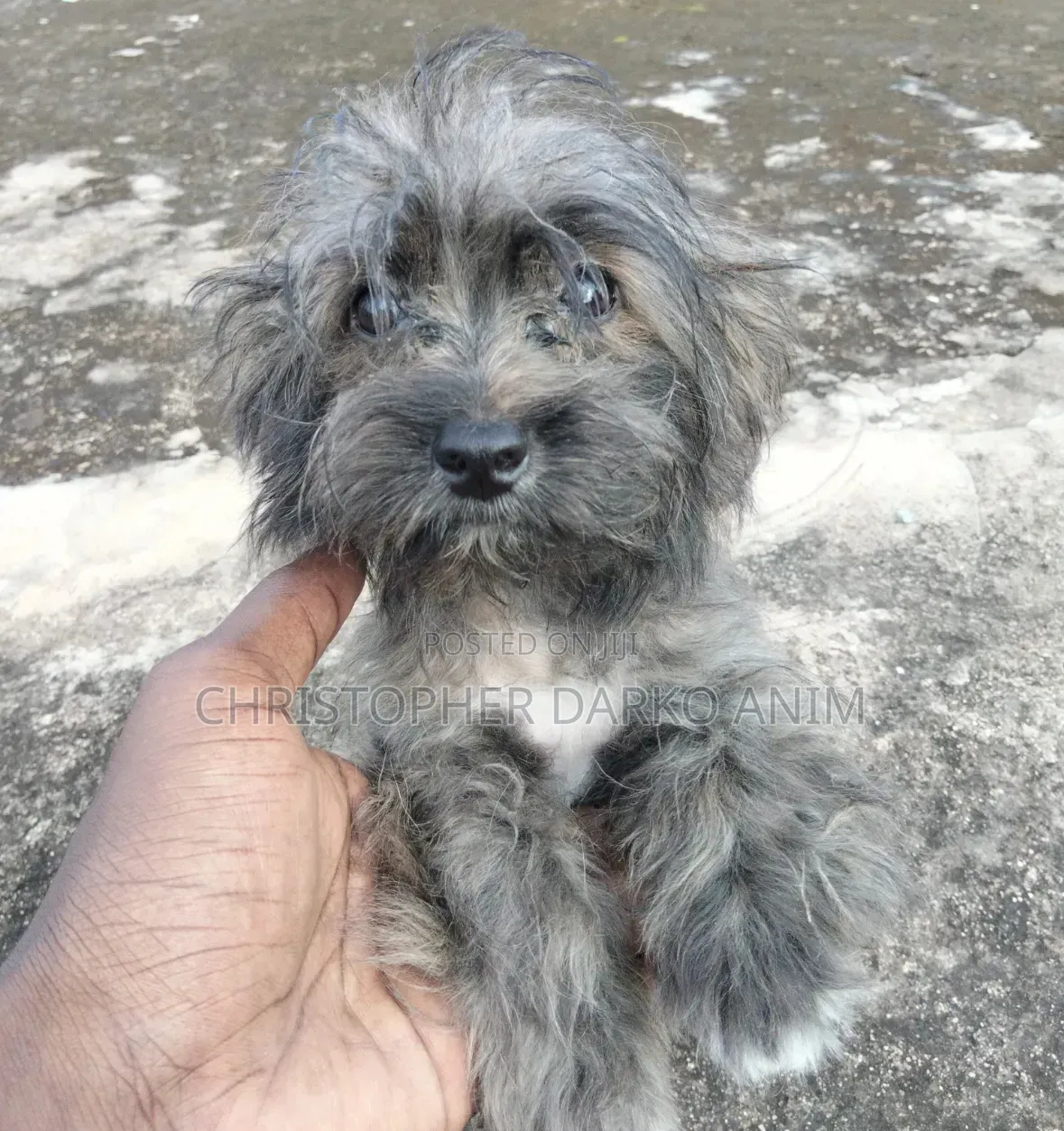 3-6 months Male Purebred Poodle