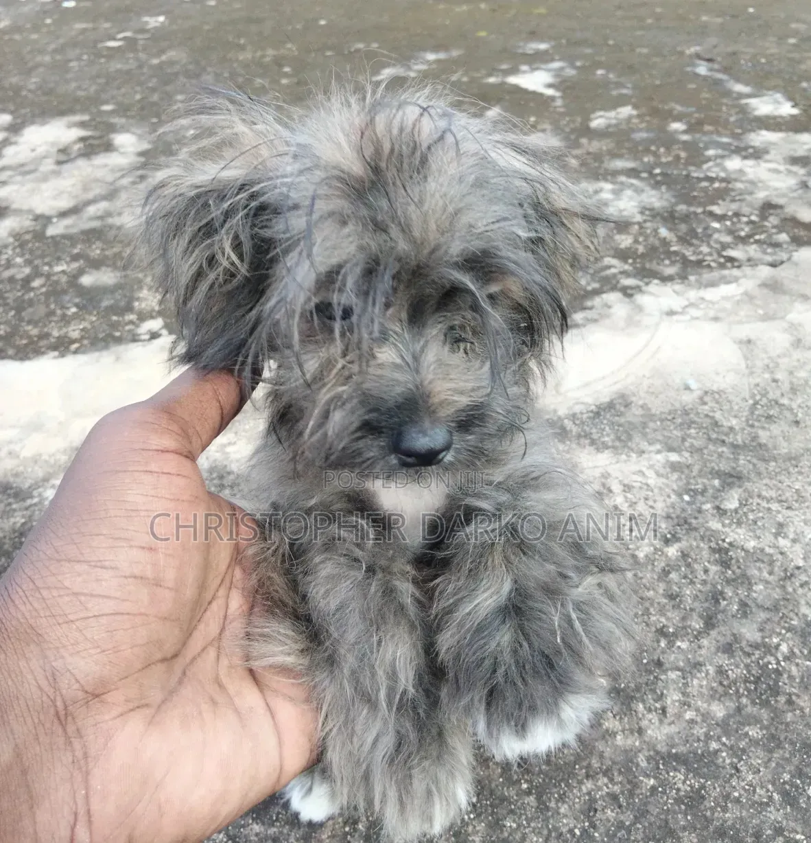 3-6 months Male Purebred Poodle