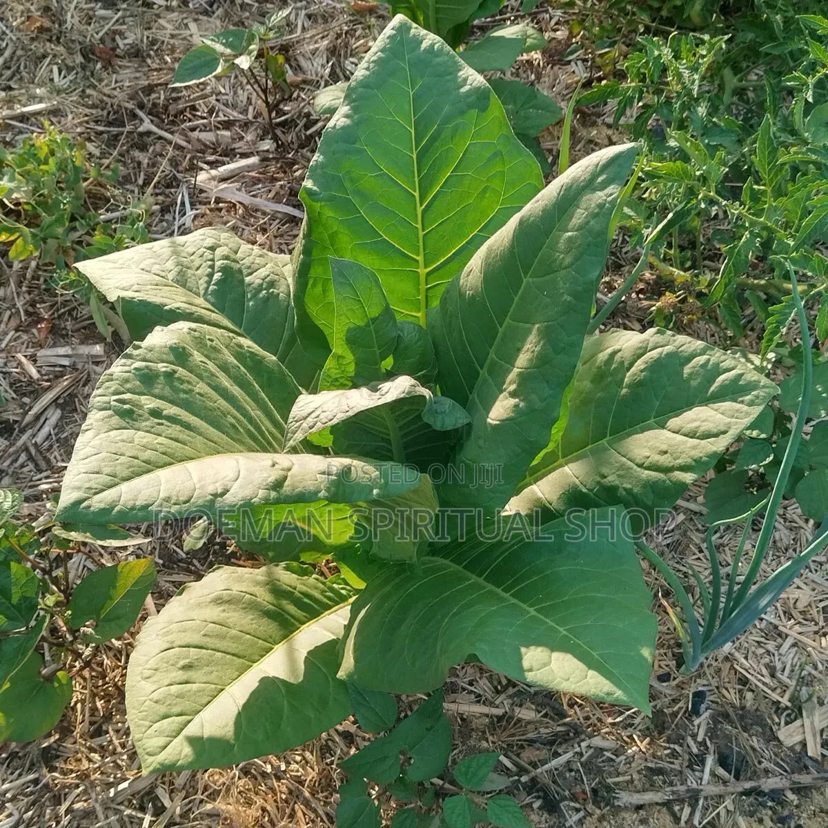 Bonto Leaves