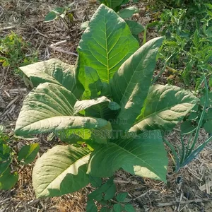 Bonto Leaves