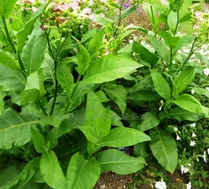 Bonto Leaves