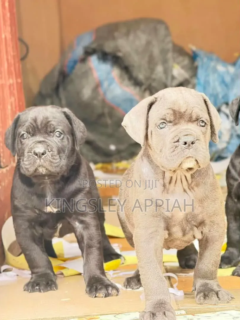 1-3 months Male Purebred Cane Corso