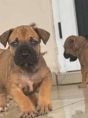 1-3 months Female Purebred Boerboel