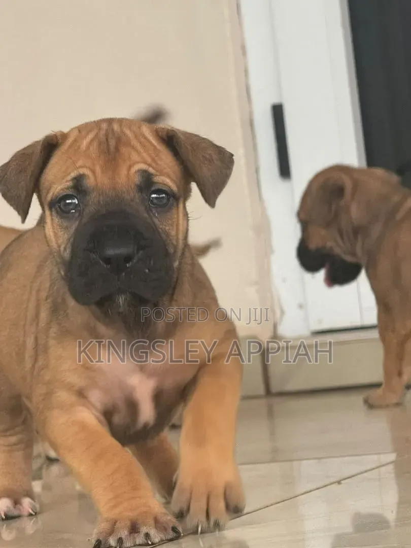 1-3 months Female Purebred Boerboel