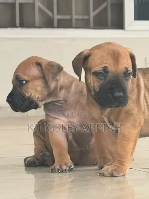 1-3 months Female Purebred Boerboel