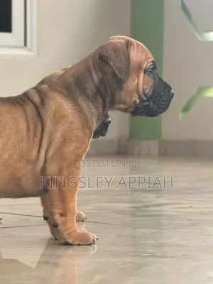 1-3 months Female Purebred Boerboel