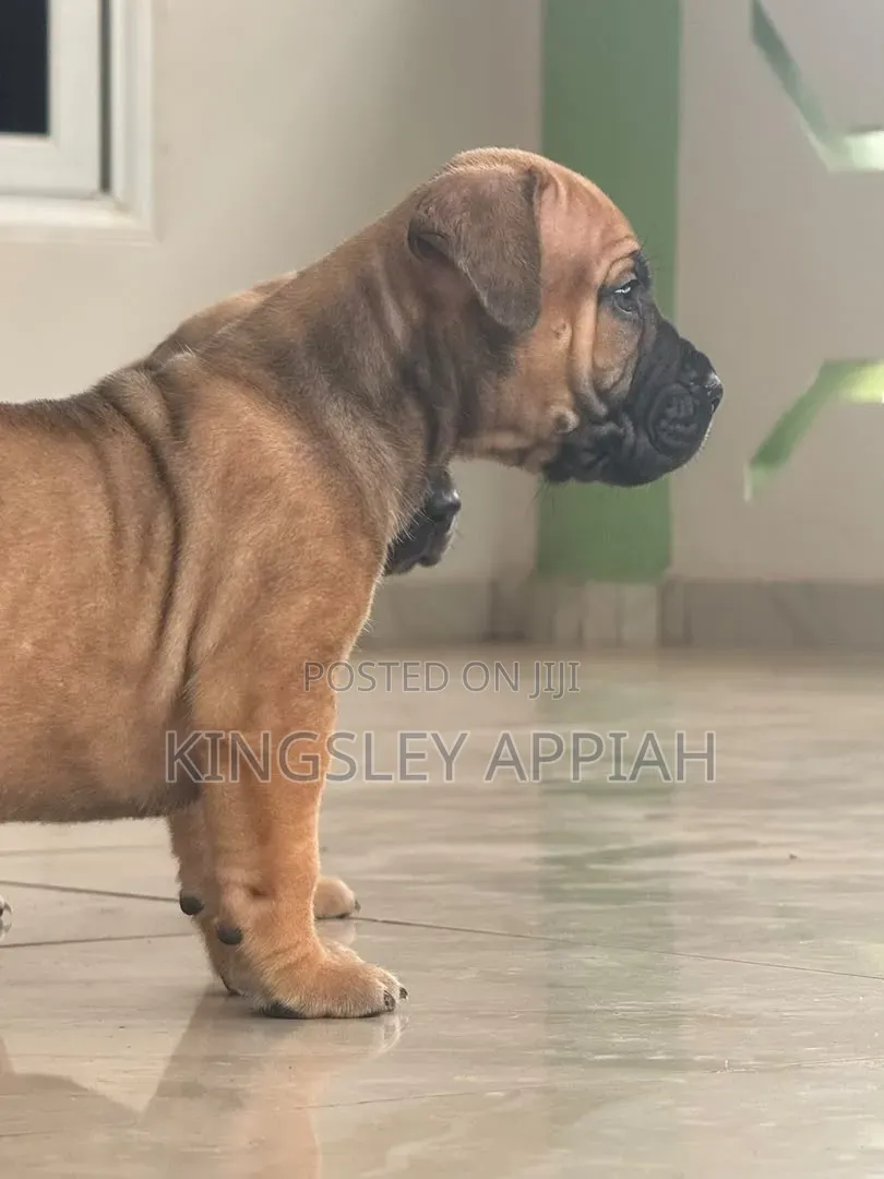 1-3 months Female Purebred Boerboel