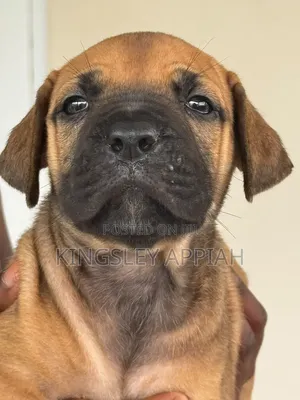 1-3 months Female Purebred Boerboel
