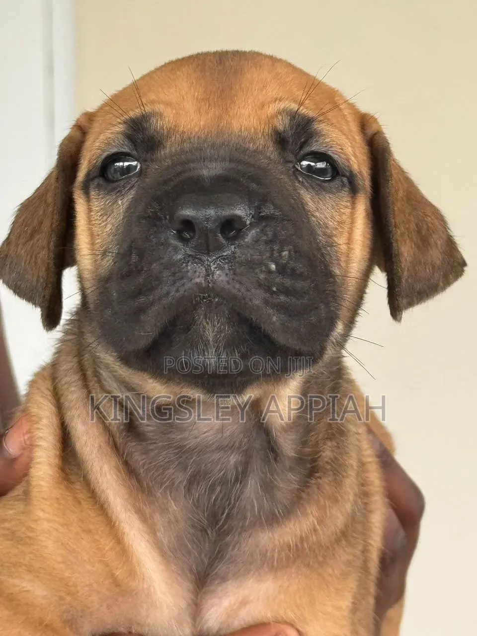 1-3 months Female Purebred Boerboel