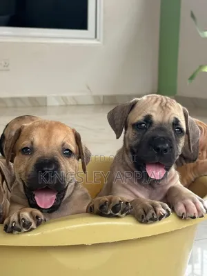 1-3 months Female Purebred Boerboel
