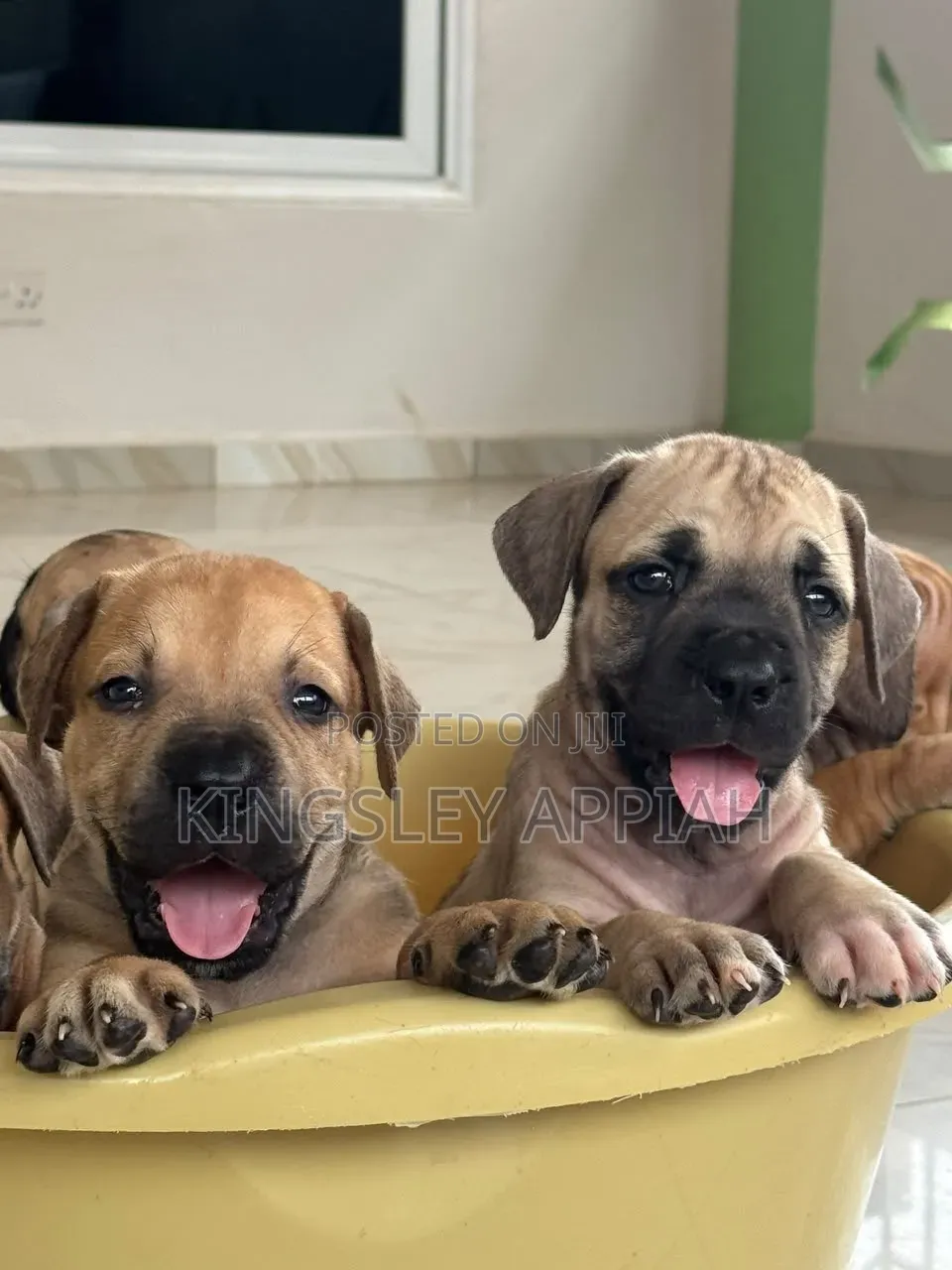 1-3 months Female Purebred Boerboel