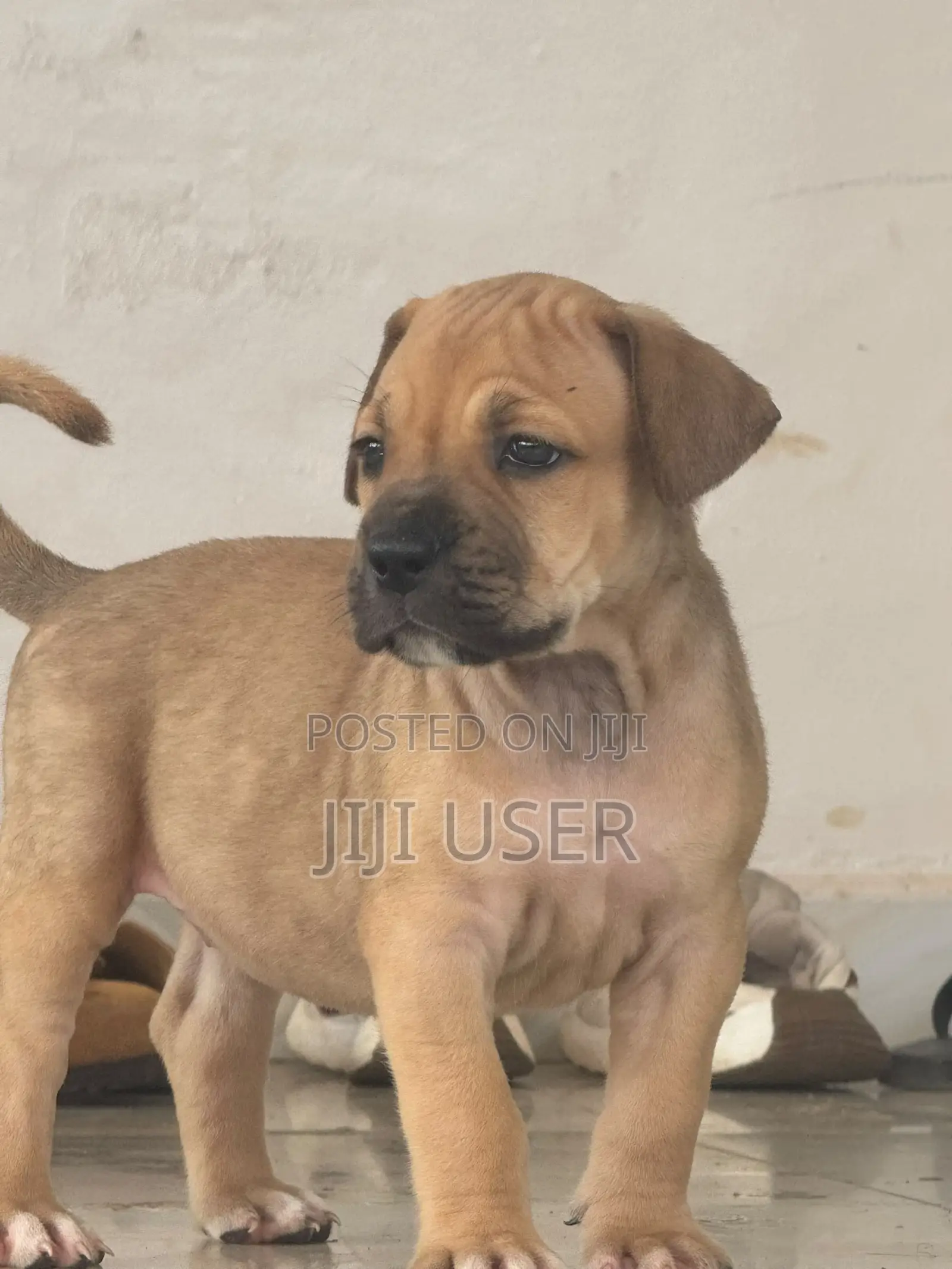 1-3 months Male Purebred Boerboel