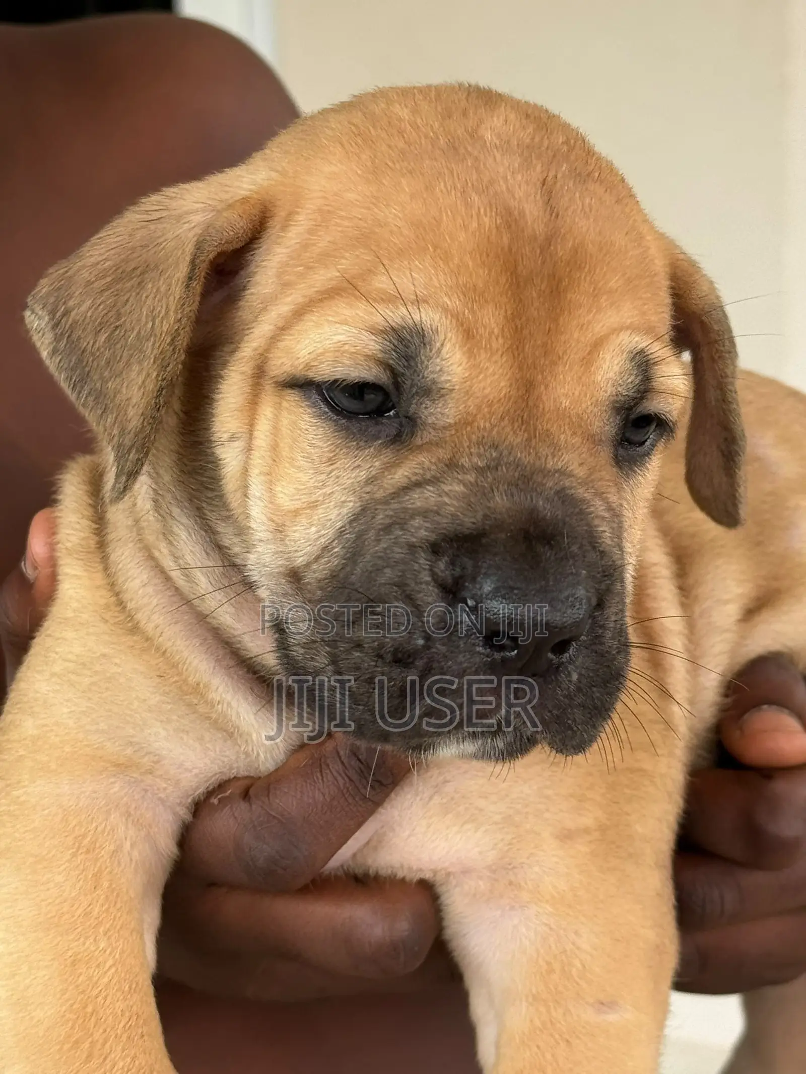 1-3 months Male Purebred Boerboel