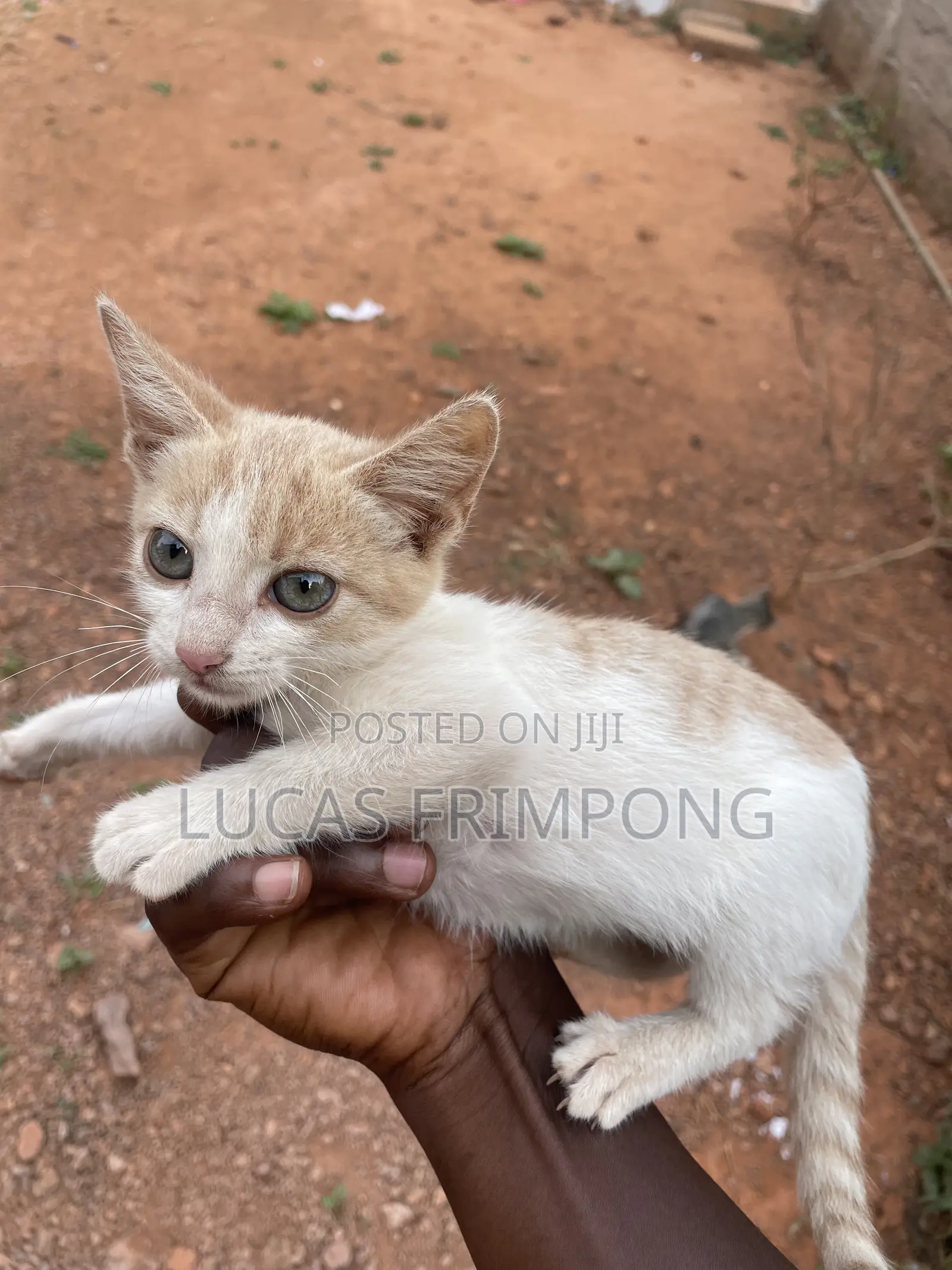 1-3 months Female Mixed Breed Cat