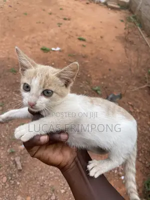 1-3 months Female Mixed Breed Cat