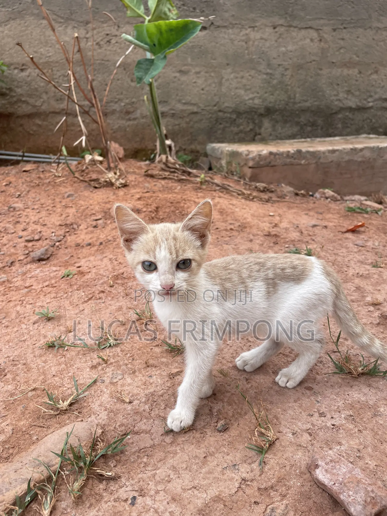 1-3 months Female Mixed Breed Cat