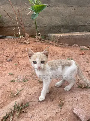 1-3 months Female Mixed Breed Cat