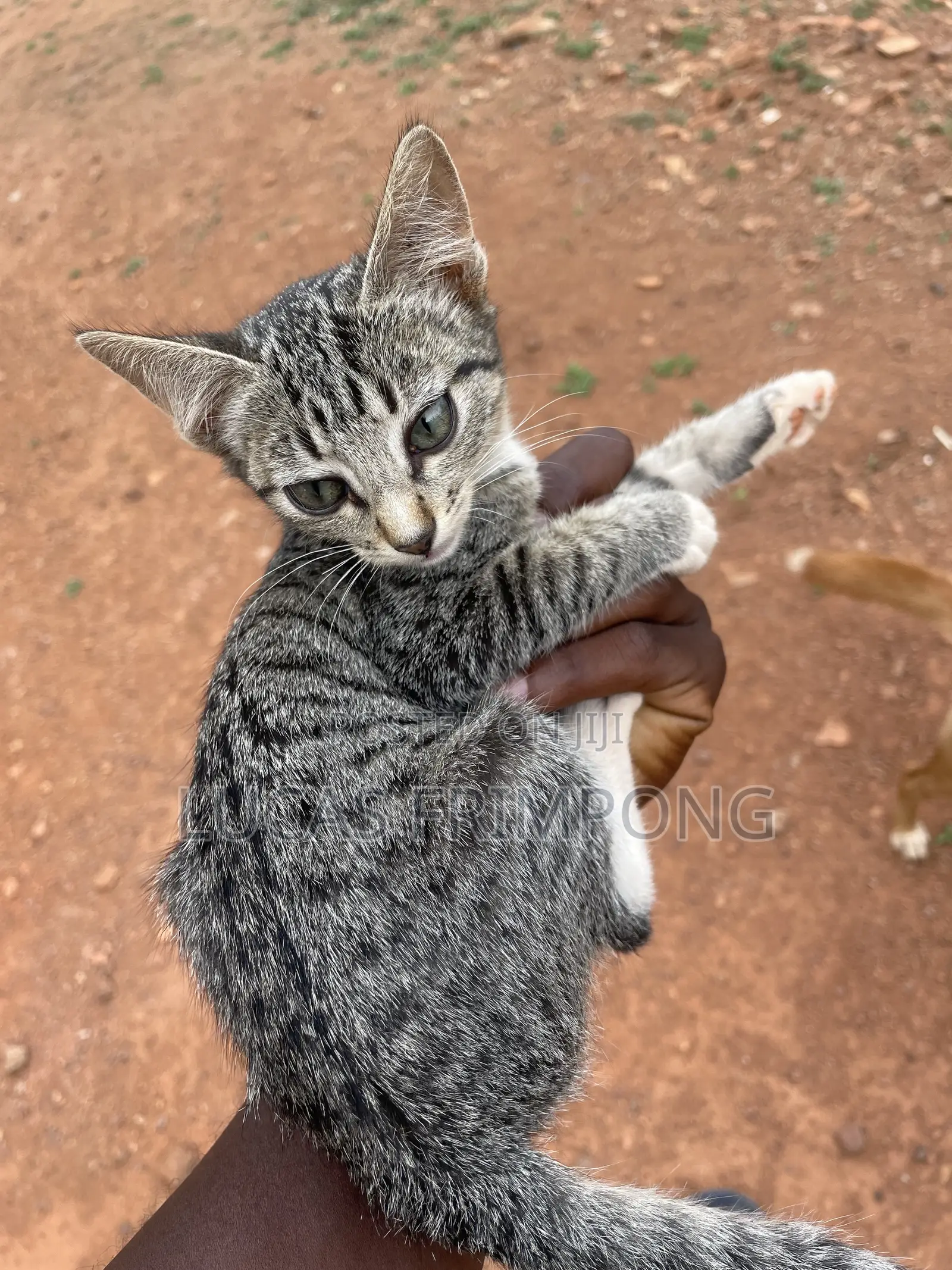 1-3 months Female Mixed Breed Cat