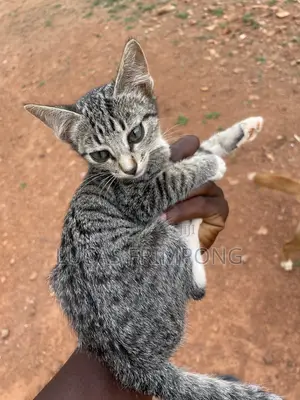 1-3 months Female Mixed Breed Cat