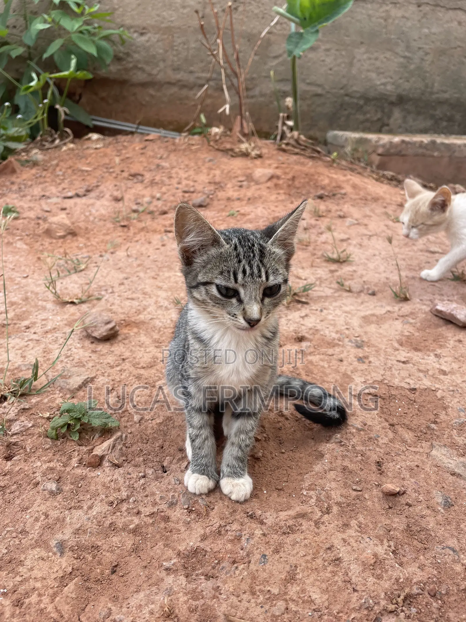 1-3 months Female Mixed Breed Cat