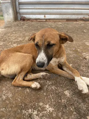 6-12 months Male Mixed Breed Dog