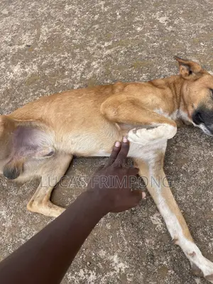 6-12 months Male Mixed Breed Dog