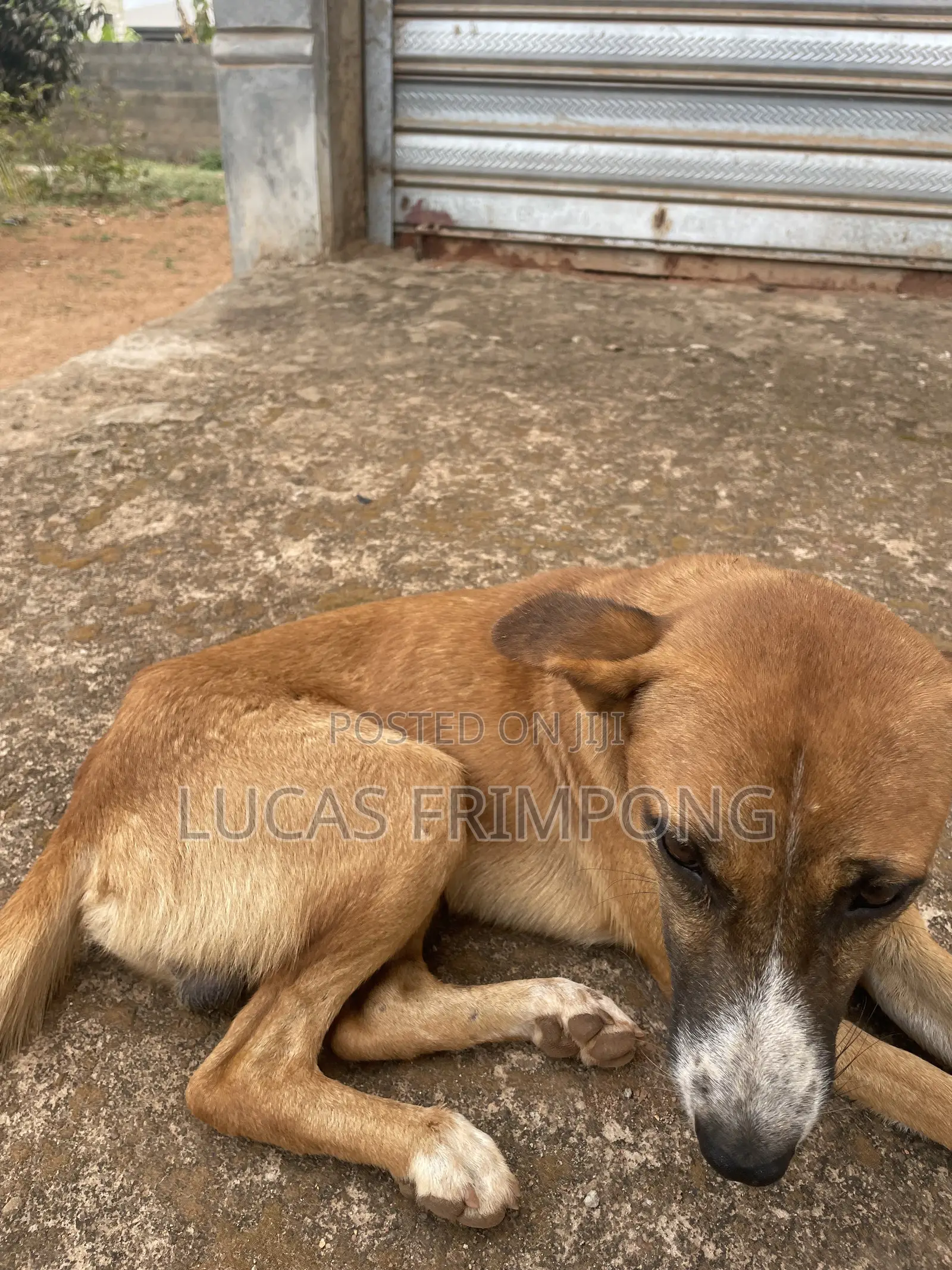 6-12 months Male Mixed Breed Dog