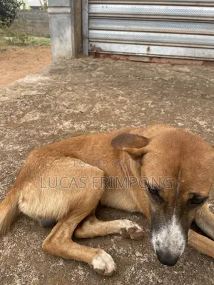 6-12 months Male Mixed Breed Dog