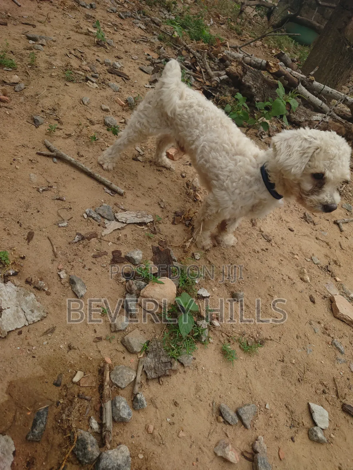 1+ year Male Purebred Poodle