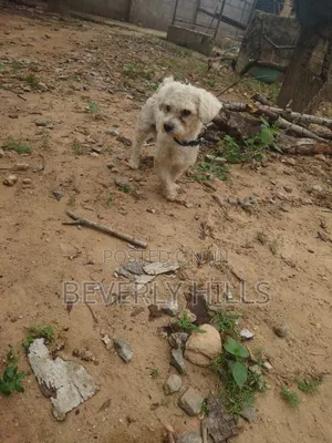 1+ year Male Purebred Poodle