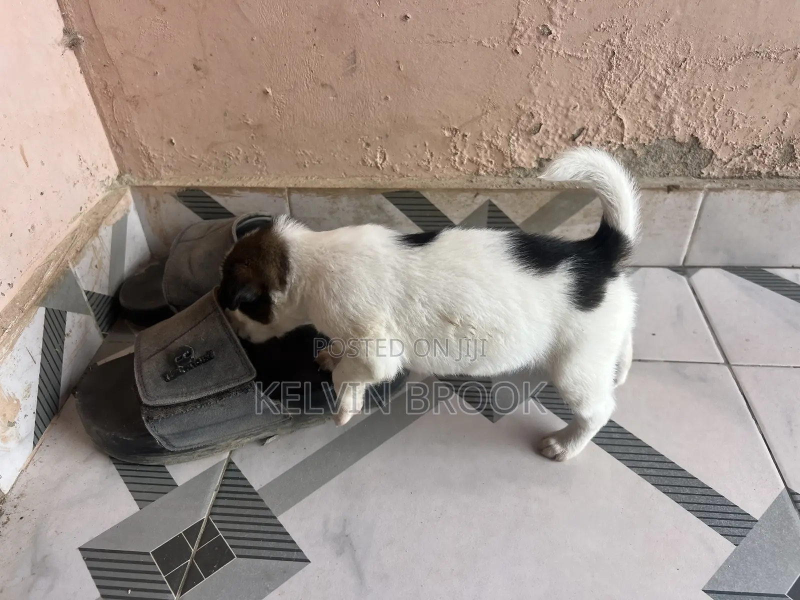 1-3 months Male Purebred Dog