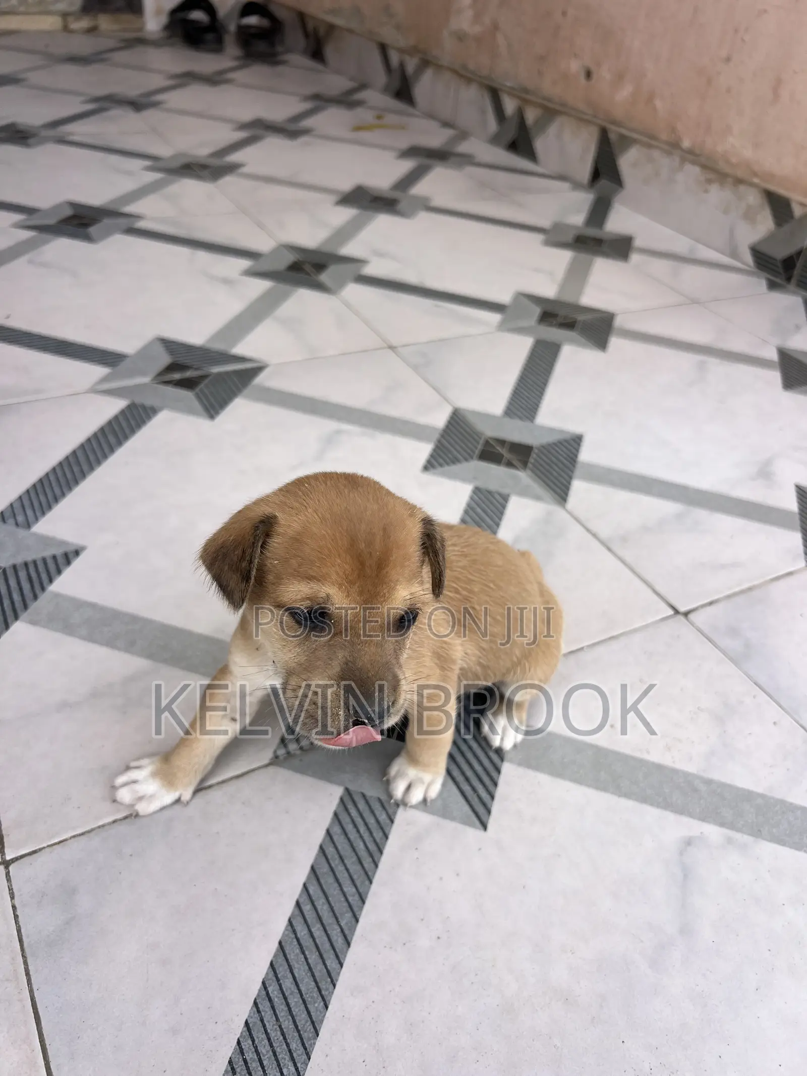 1-3 months Male Purebred Dog