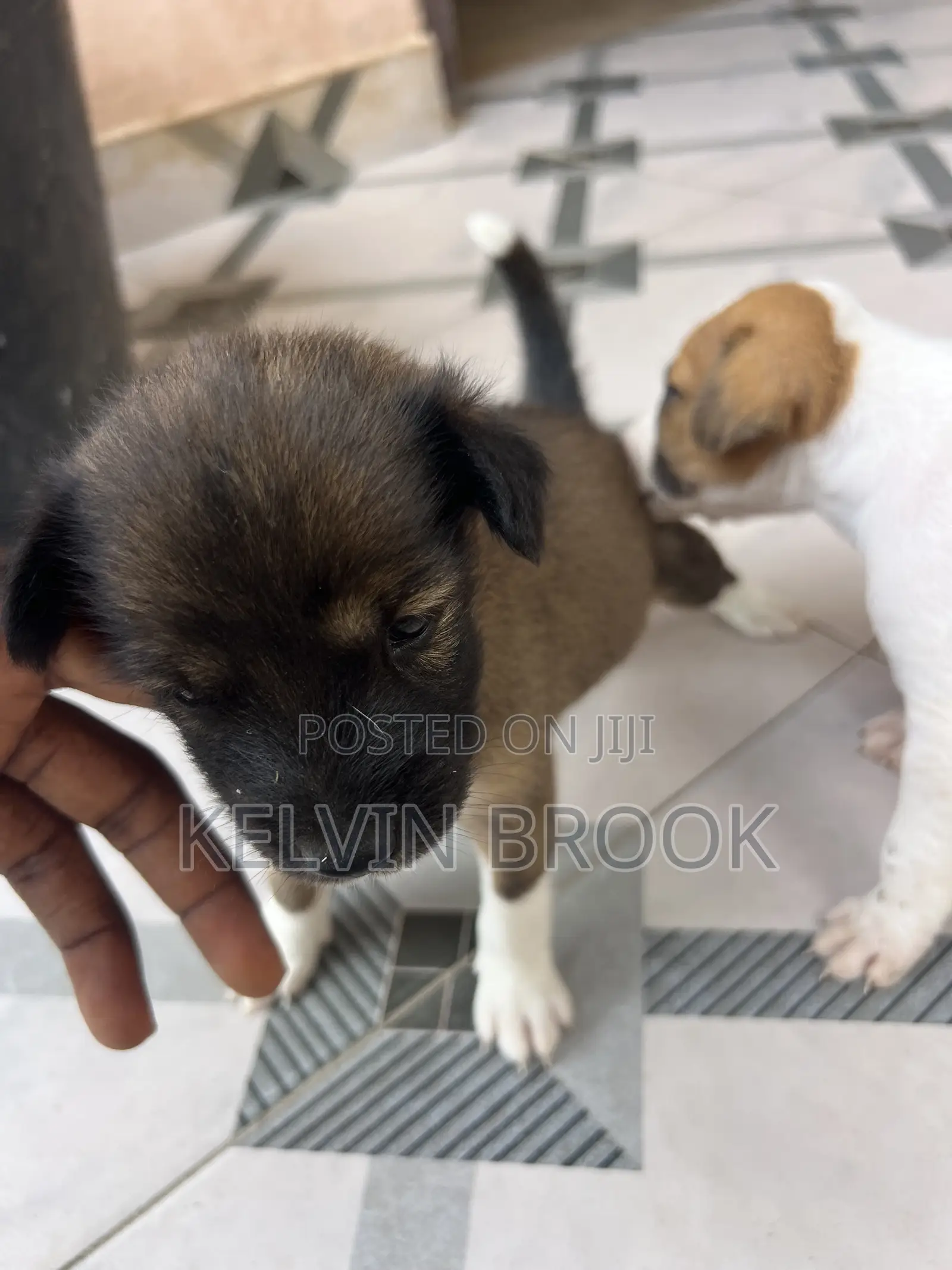 1-3 months Male Purebred Dog